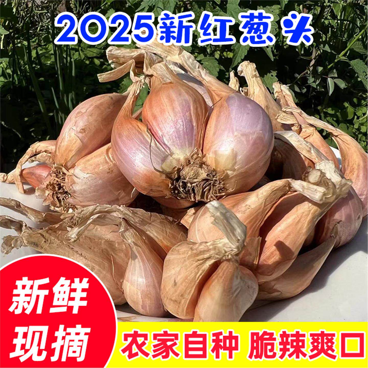 正宗农家本地四季小香葱火