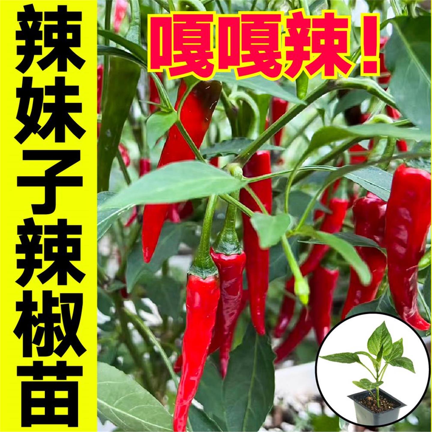 巨辣妹子椒苗秧干鲜两用神