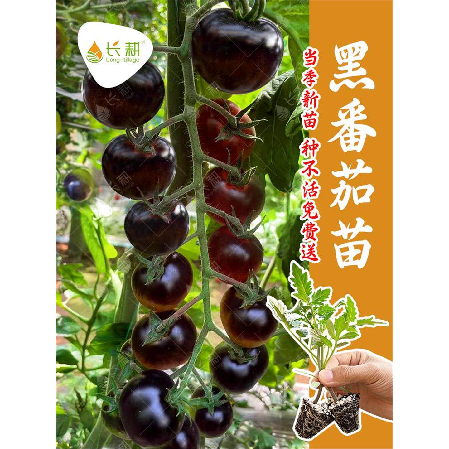 超甜黑妖姬番茄种苗阳台盆