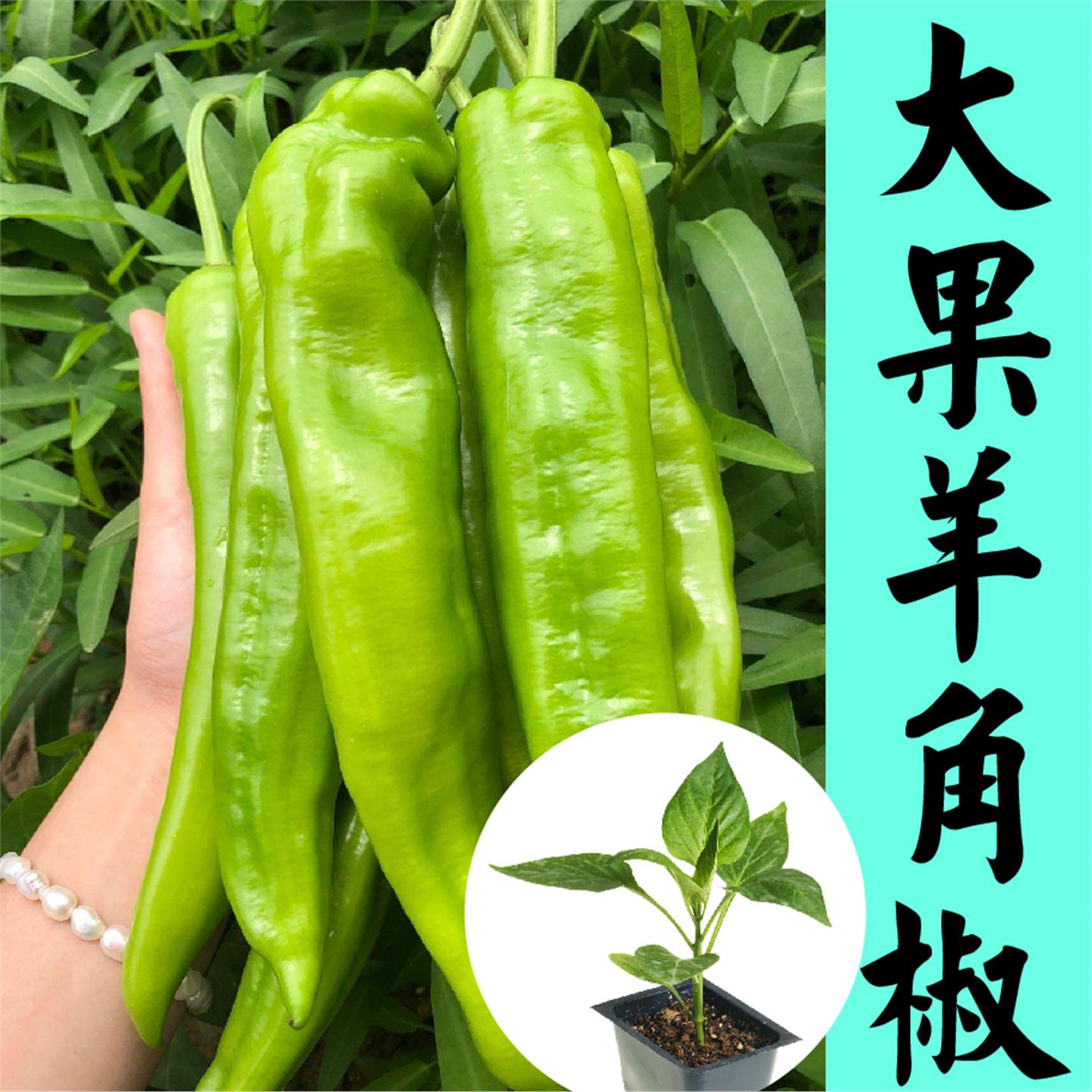 大果型羊角尖椒辣苗秧青红
