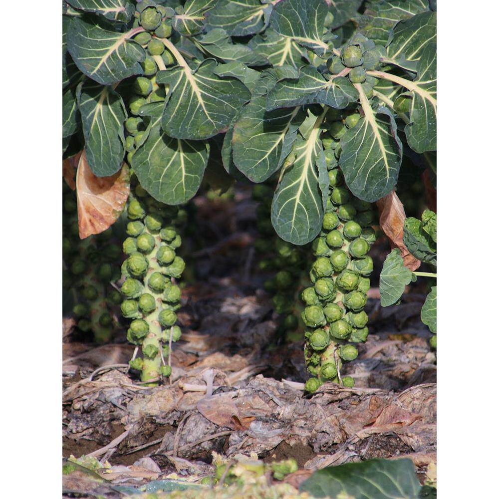 紫进口孢子甘蓝菜种子种籽甘兰抱子蔬菜种孑四季盆栽籽苗阳台秋季