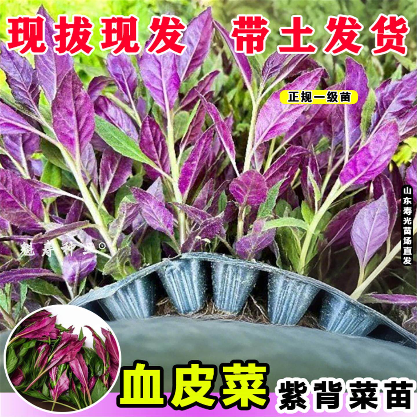 山东寿光紫背菜种苗天葵观