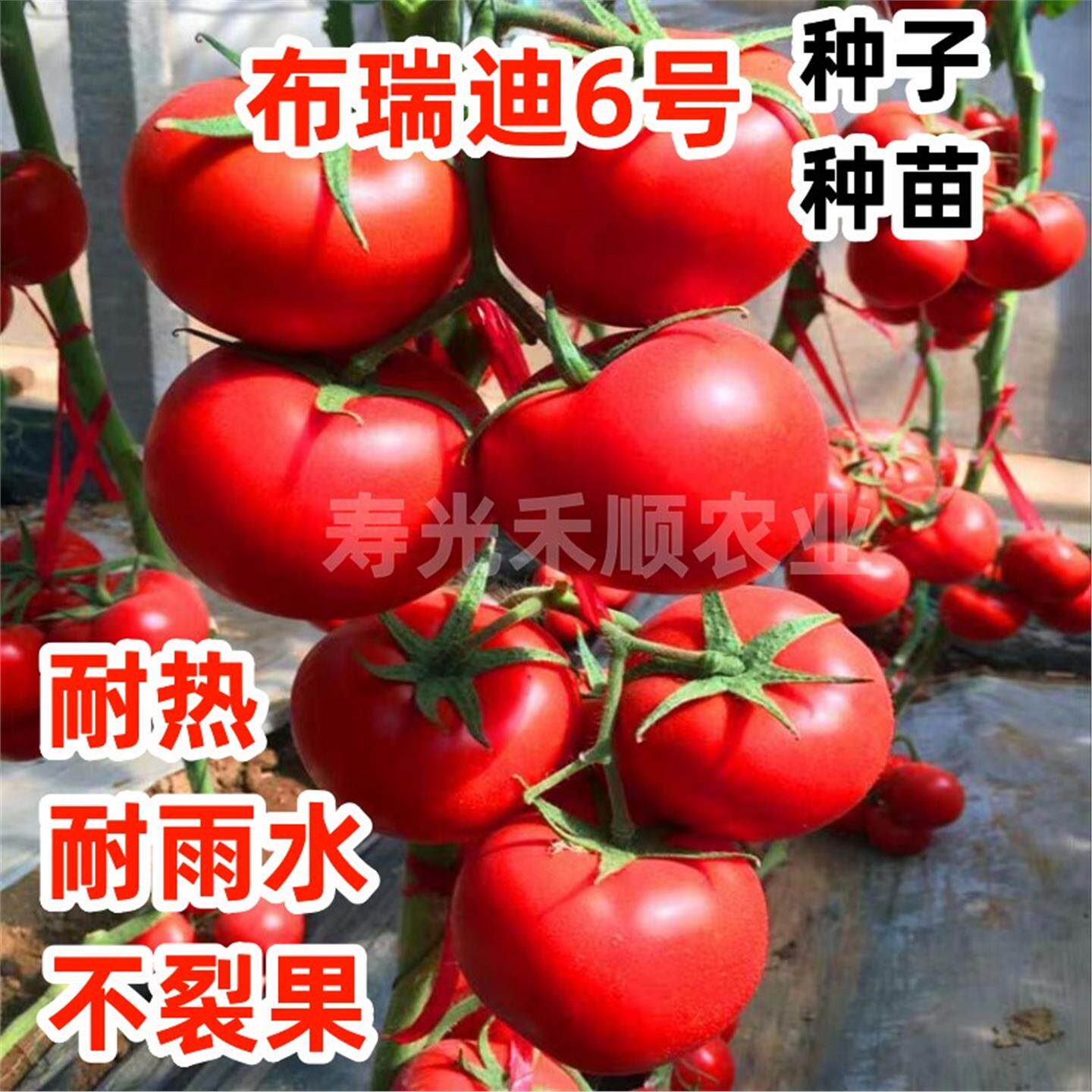 大红番茄种子西柿籽中苗抗