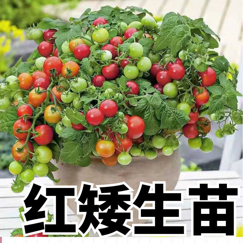 红矮生番茄苗子红矮生番茄秧苗