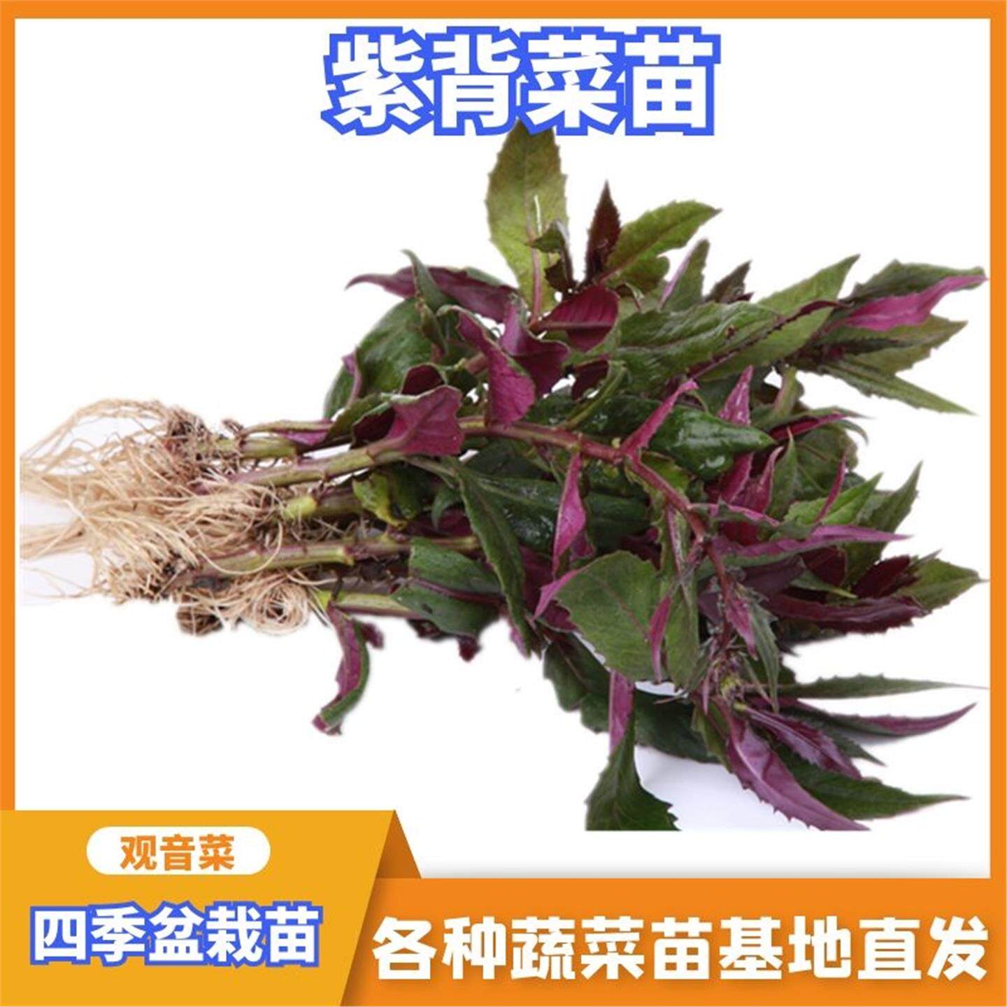 紫背菜苗天葵秧蔬种子观