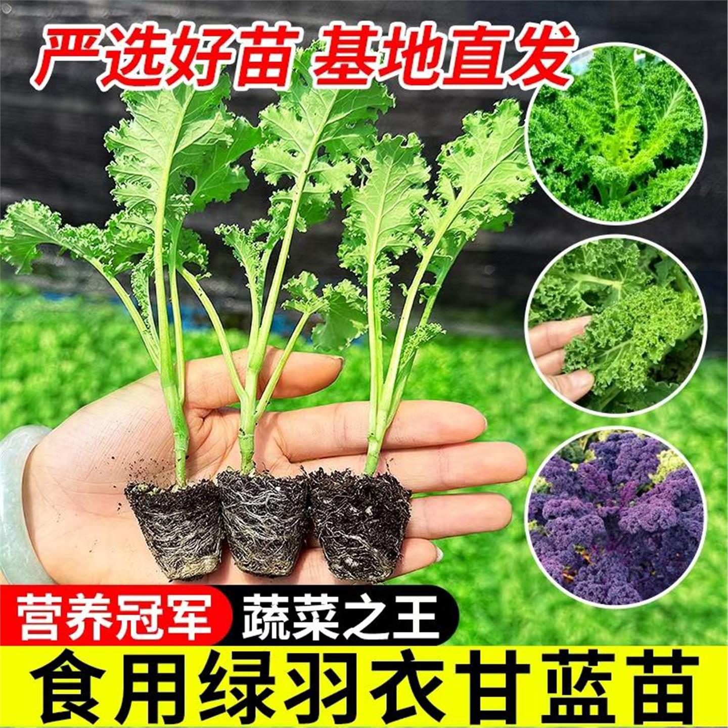 四季可食用绿羽衣甘蓝苗紫