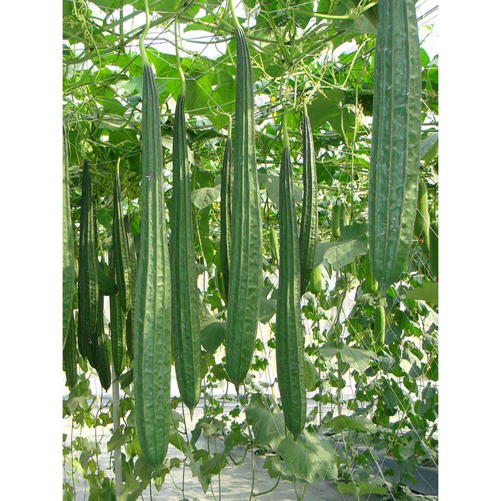 农家可留种水棱丝瓜特菜子