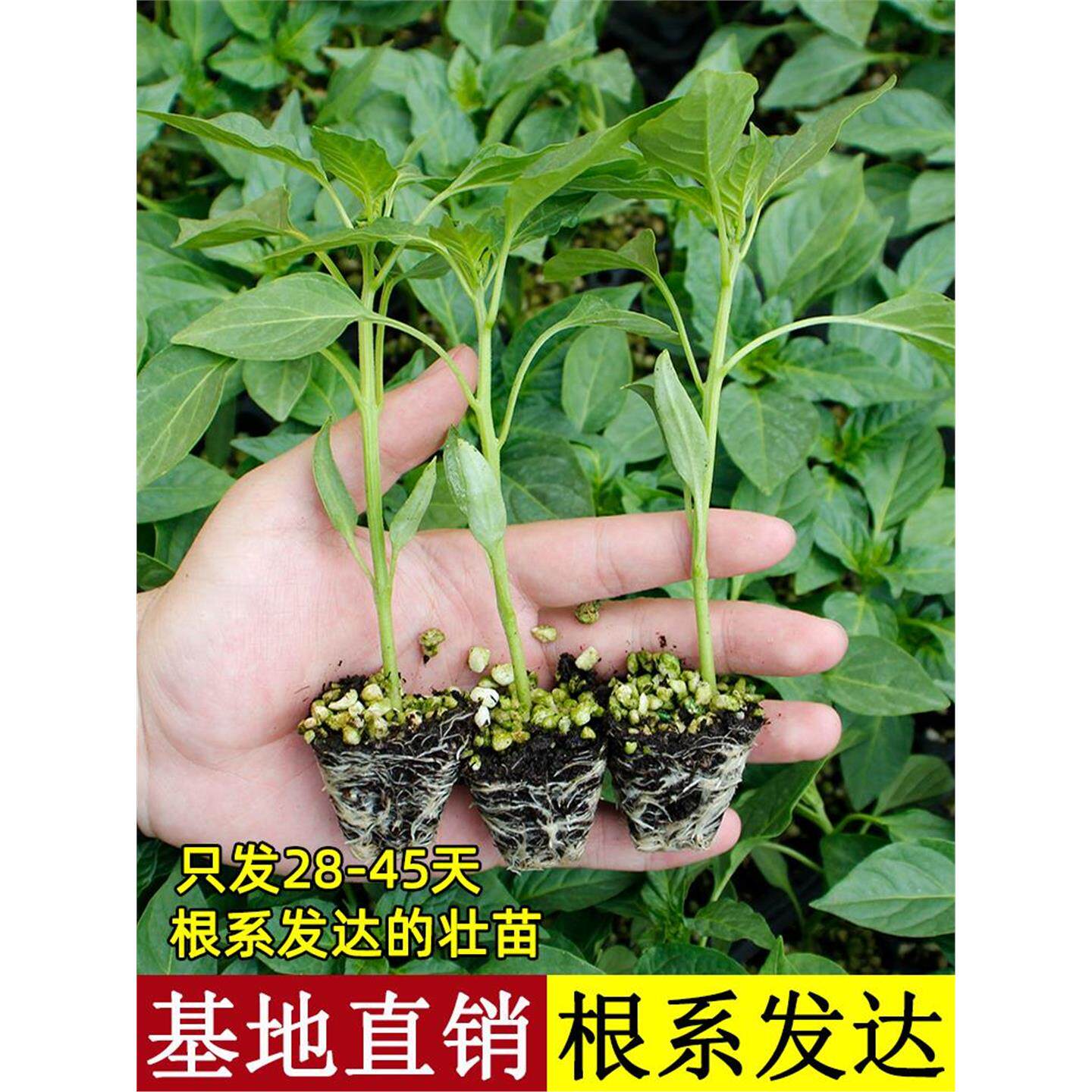 寿光辣椒苗秧朝天小米樟树