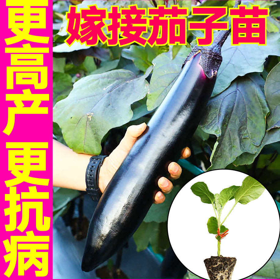 山东寿光抗病高产嫁接茄子