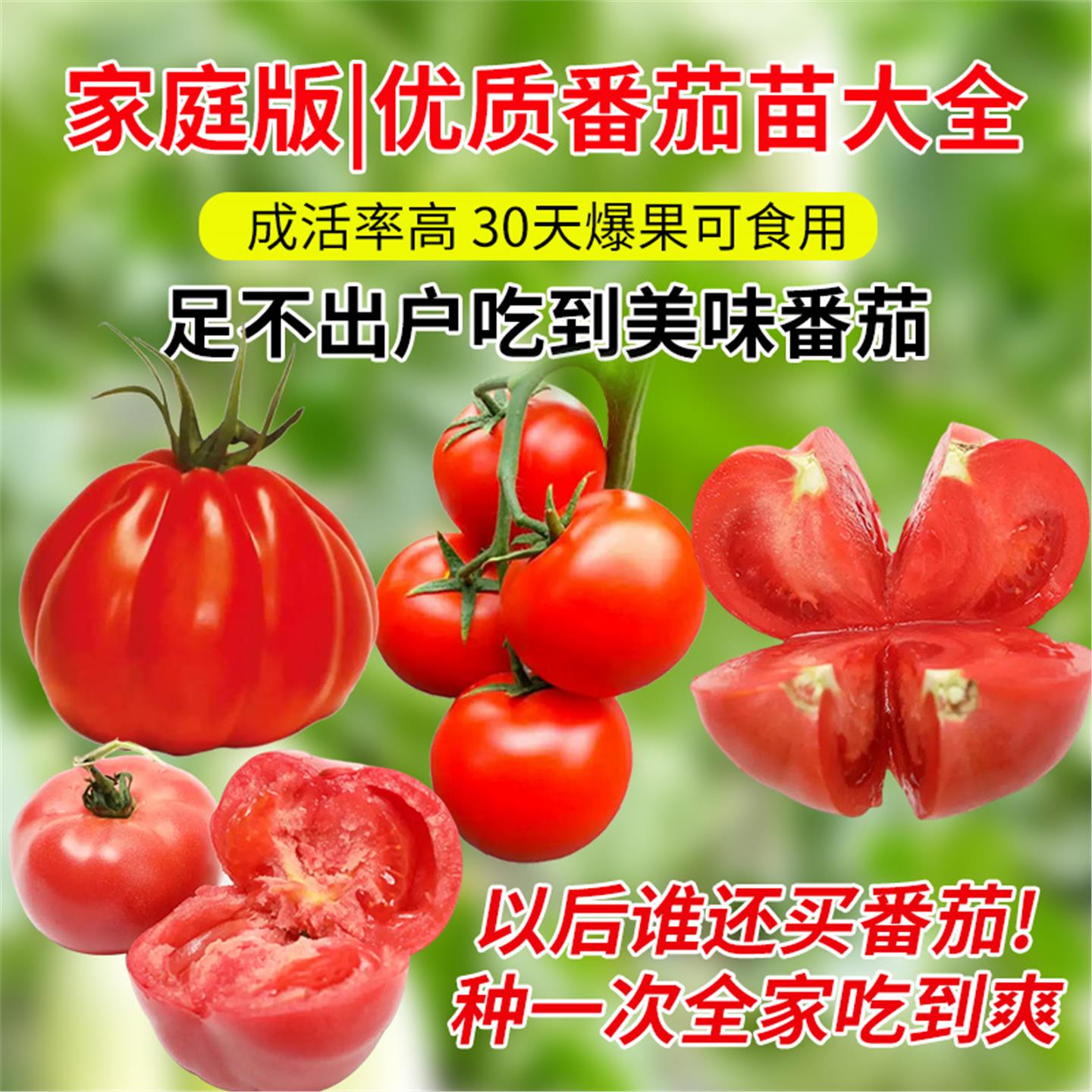 西红柿番茄苗秧盆栽普罗旺