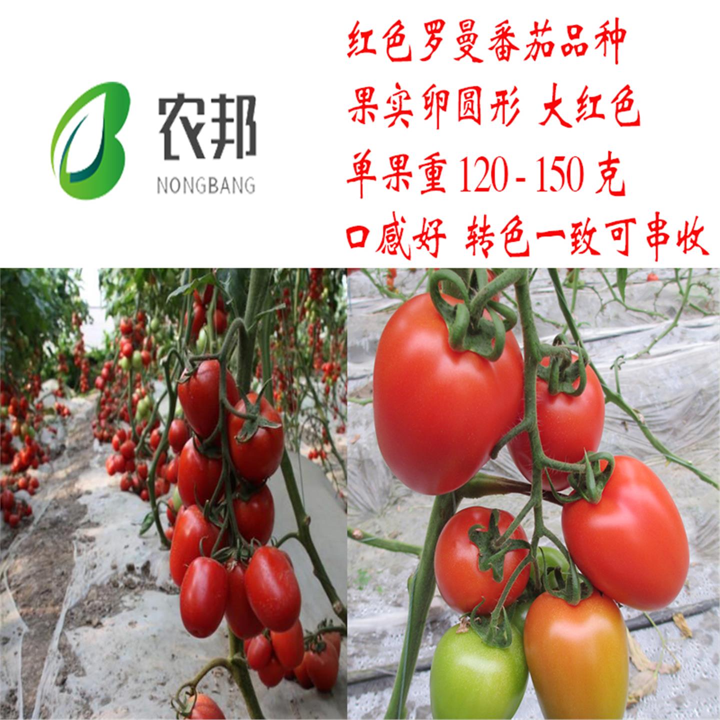 红罗曼特色番茄种籽孑大