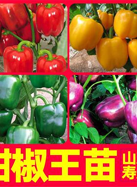 特大五彩甜椒王苗秧带土球红黄绿紫色方椒太空辣椒种子四季盆栽