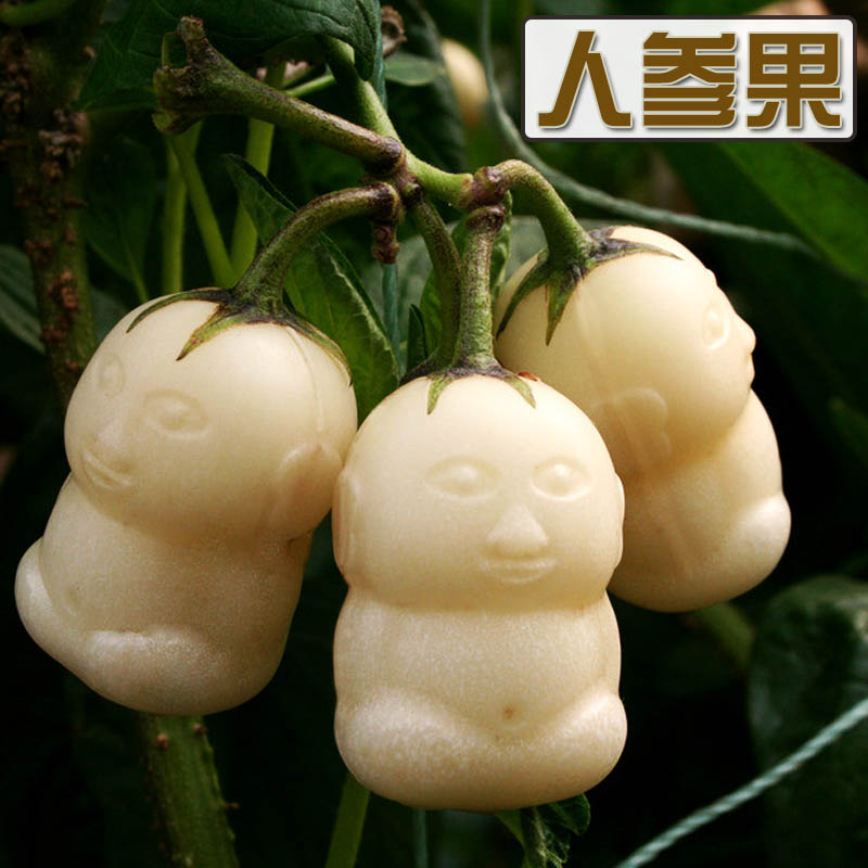 特色水果人参苗种籽简单多