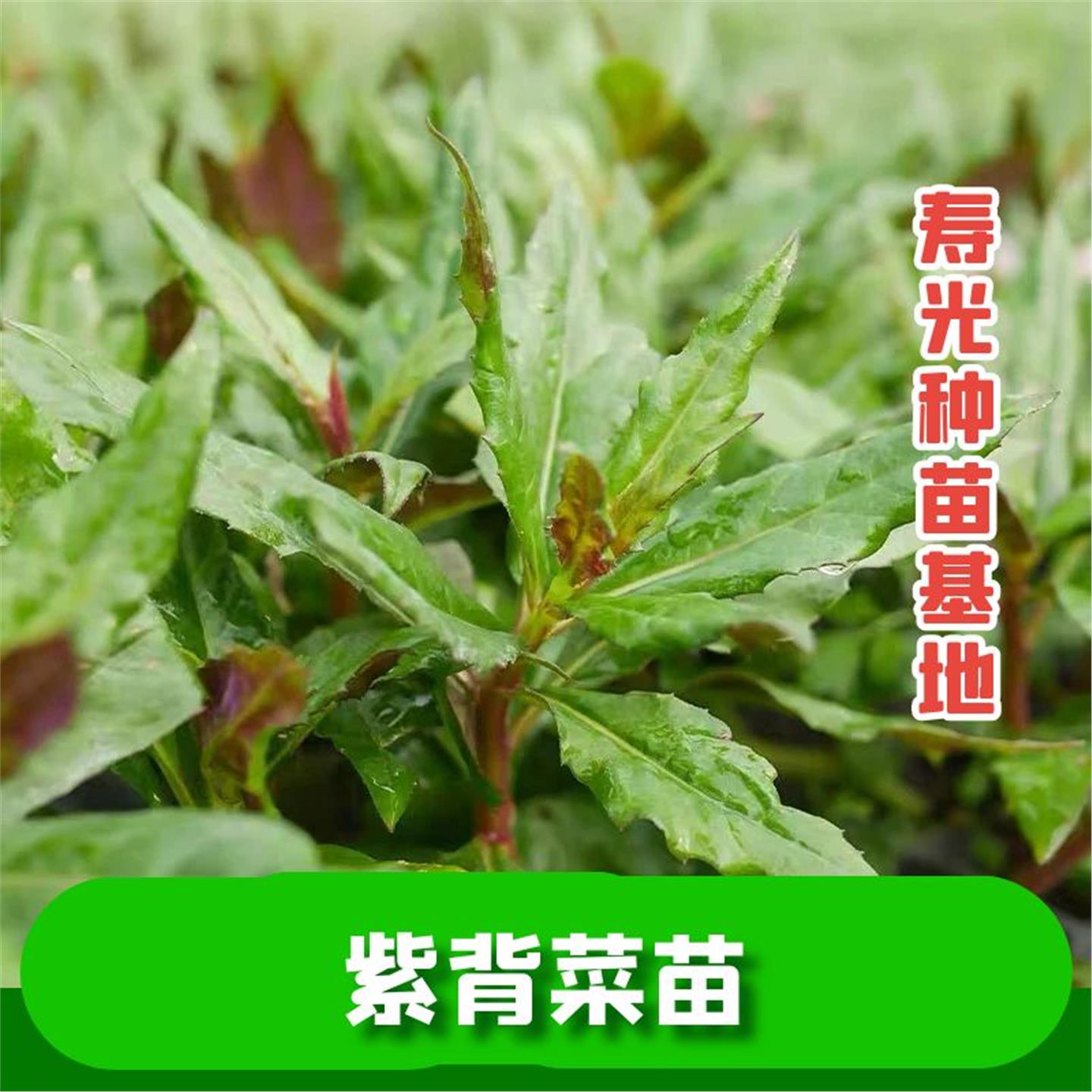 四川紫背菜苗带根紫背天葵四季种子白血皮菜蔬菜观音菜苗新鲜