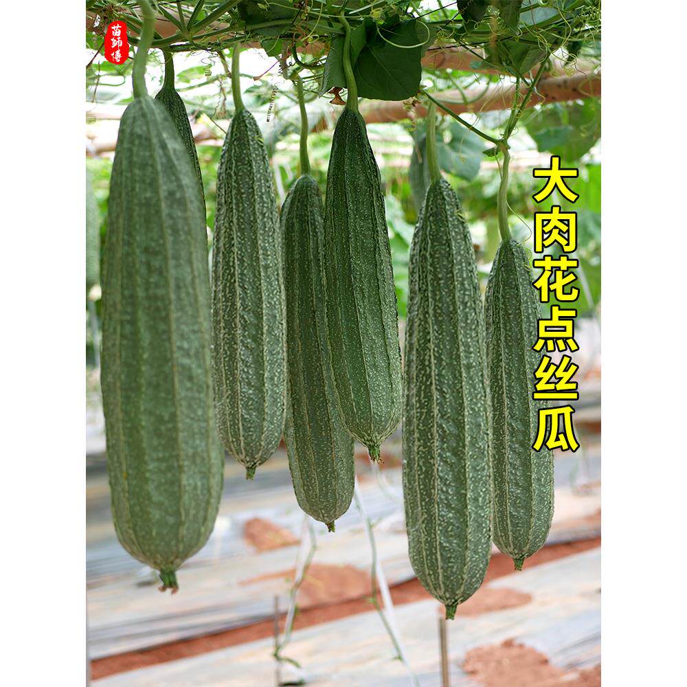 花点大肉棱丝瓜苗秧种子籽