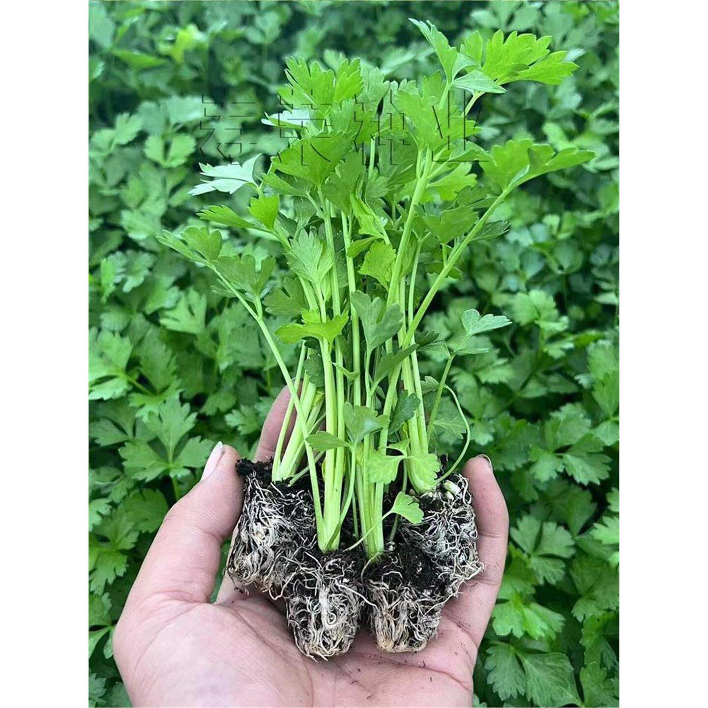四季西芹苗菜水培玻璃种秧