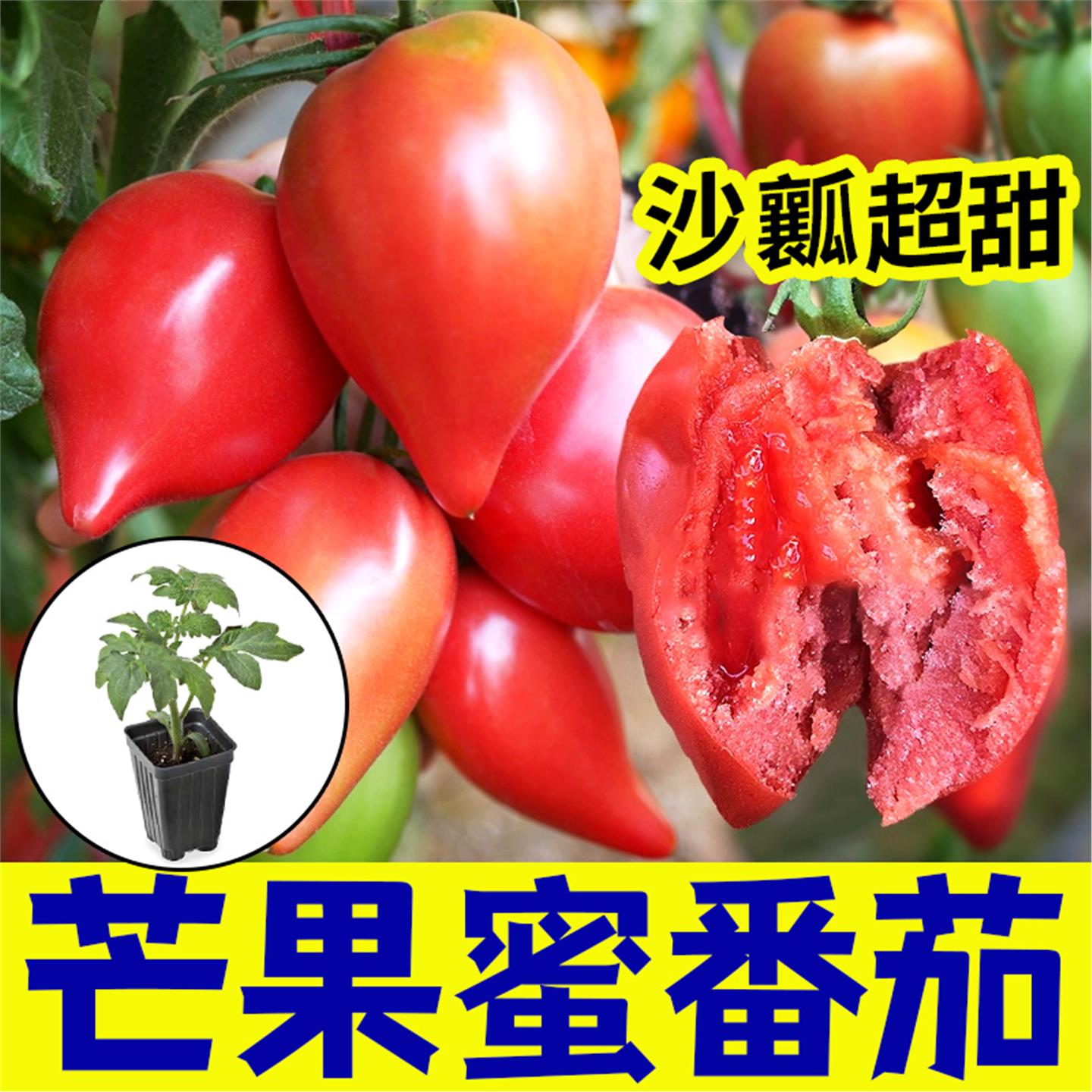 芒果蜜番茄苗子超甜水西红