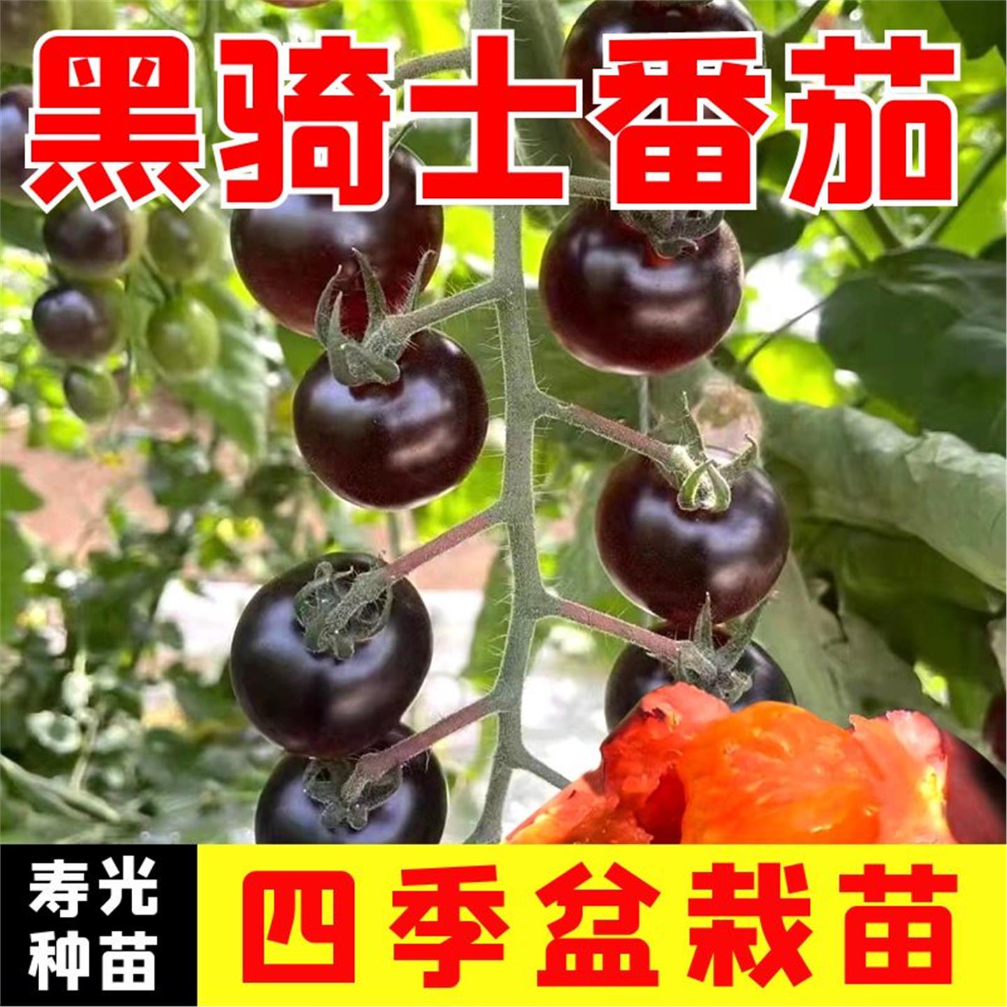 小黑番茄秧苗种籽丝瓜辣椒