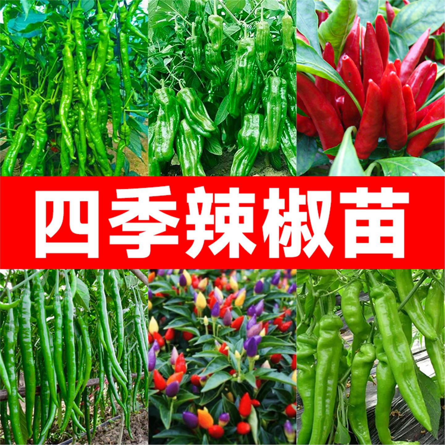 四季辣椒苗秧薄皮杭种籽螺