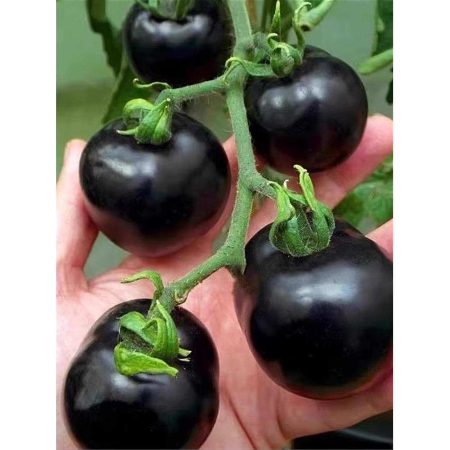 种植超甜苗黑骑士四季蔬菜