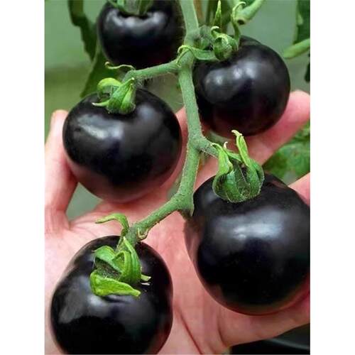 种植超甜苗黑骑士四季蔬菜