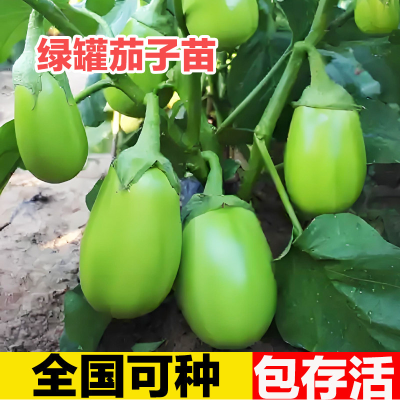 嫁接绿色牛心青茄子苗带土特大号老品种山东寿光本地杭茄高产苗秧