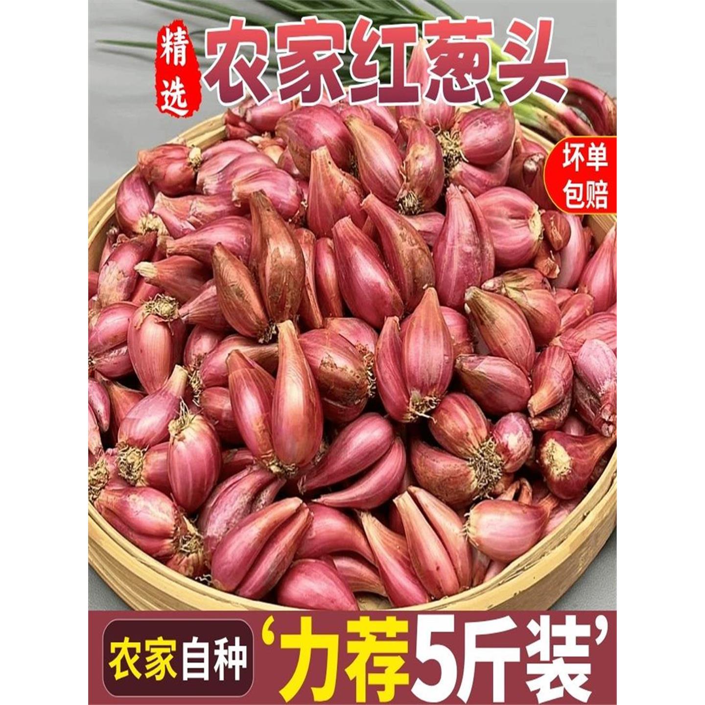 葱类红头新鲜蔬菜种本地小