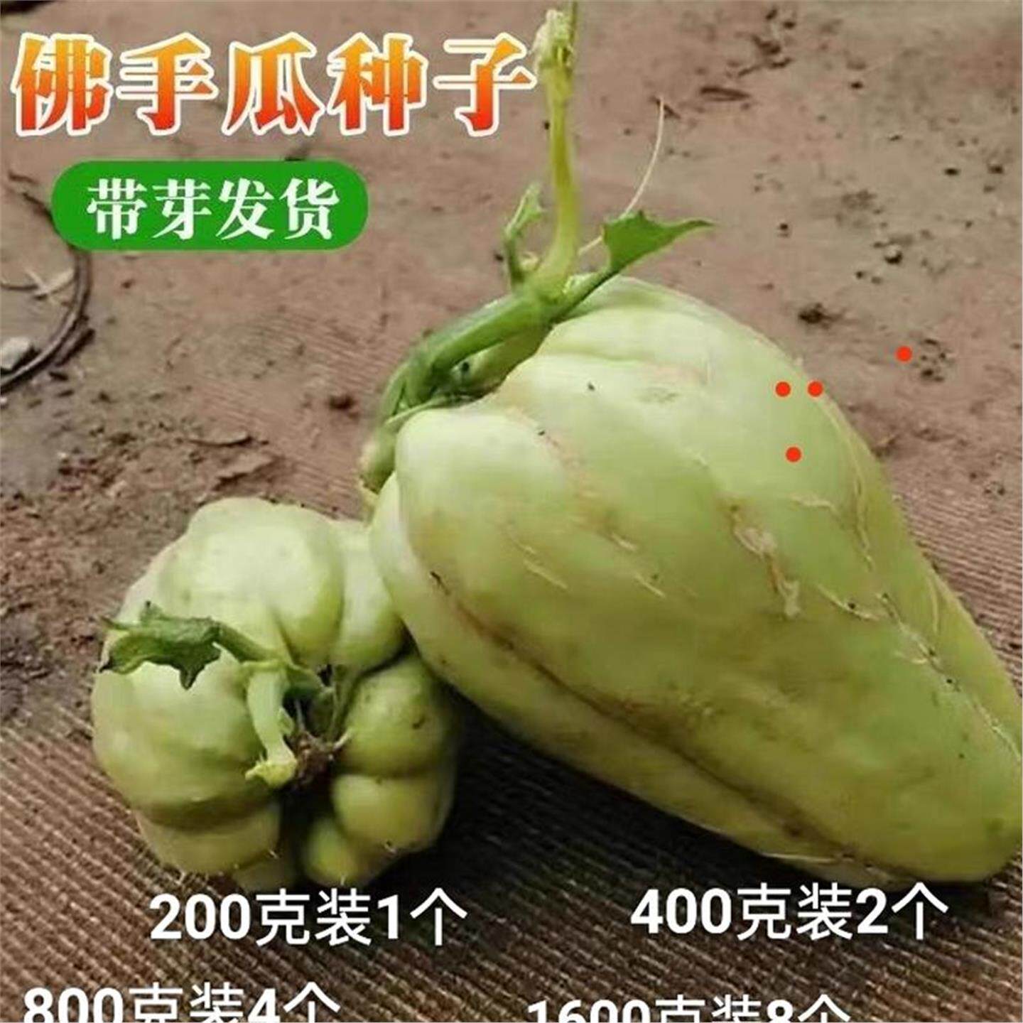 云南带芽佛手瓜苗新鲜种子