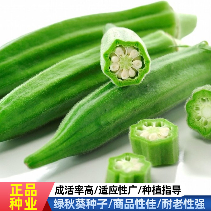 黄秋葵种子水果籽春四季阳