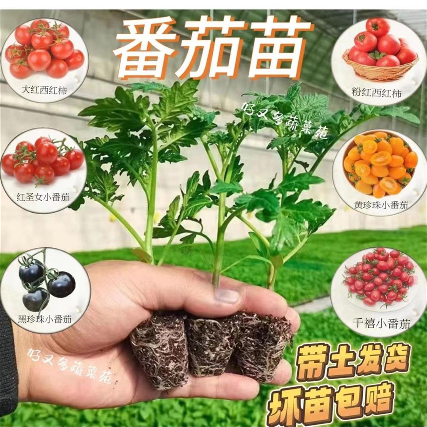多种带土西红柿苗番茄庭院