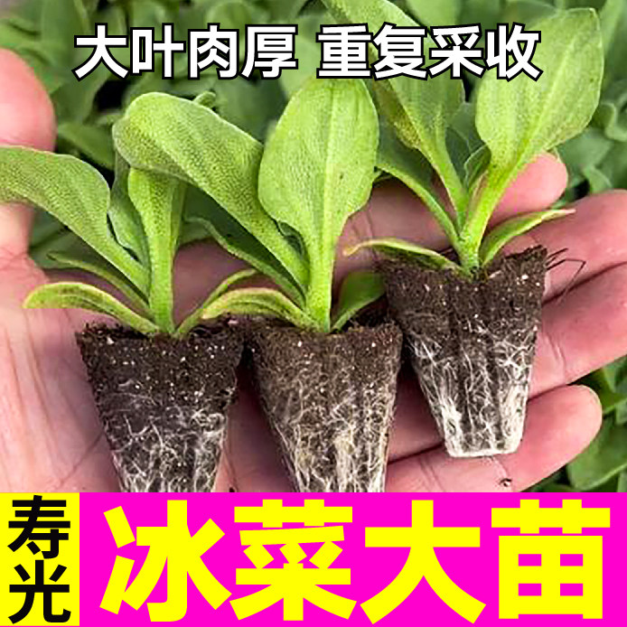 更大冰粒水晶菜苗秧带土球