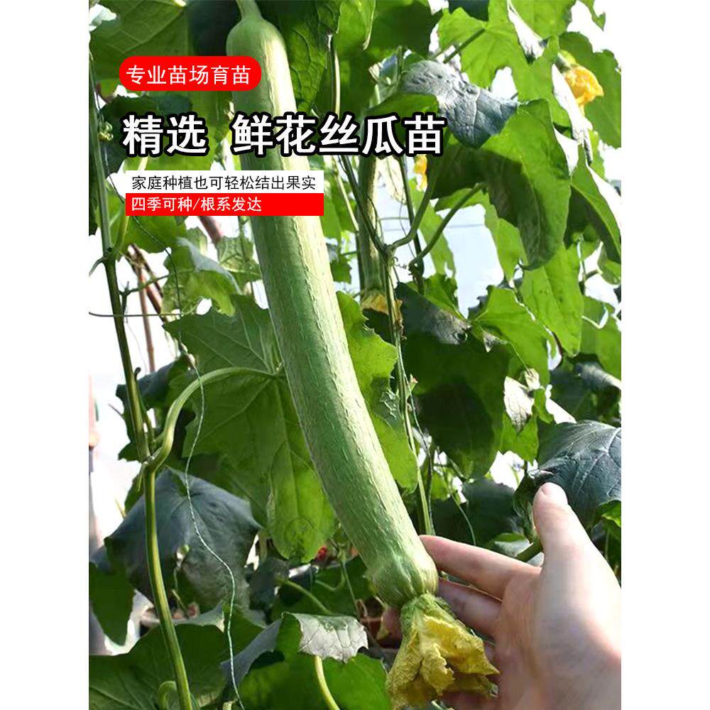 丝瓜盆栽子四季早熟苗棱秧