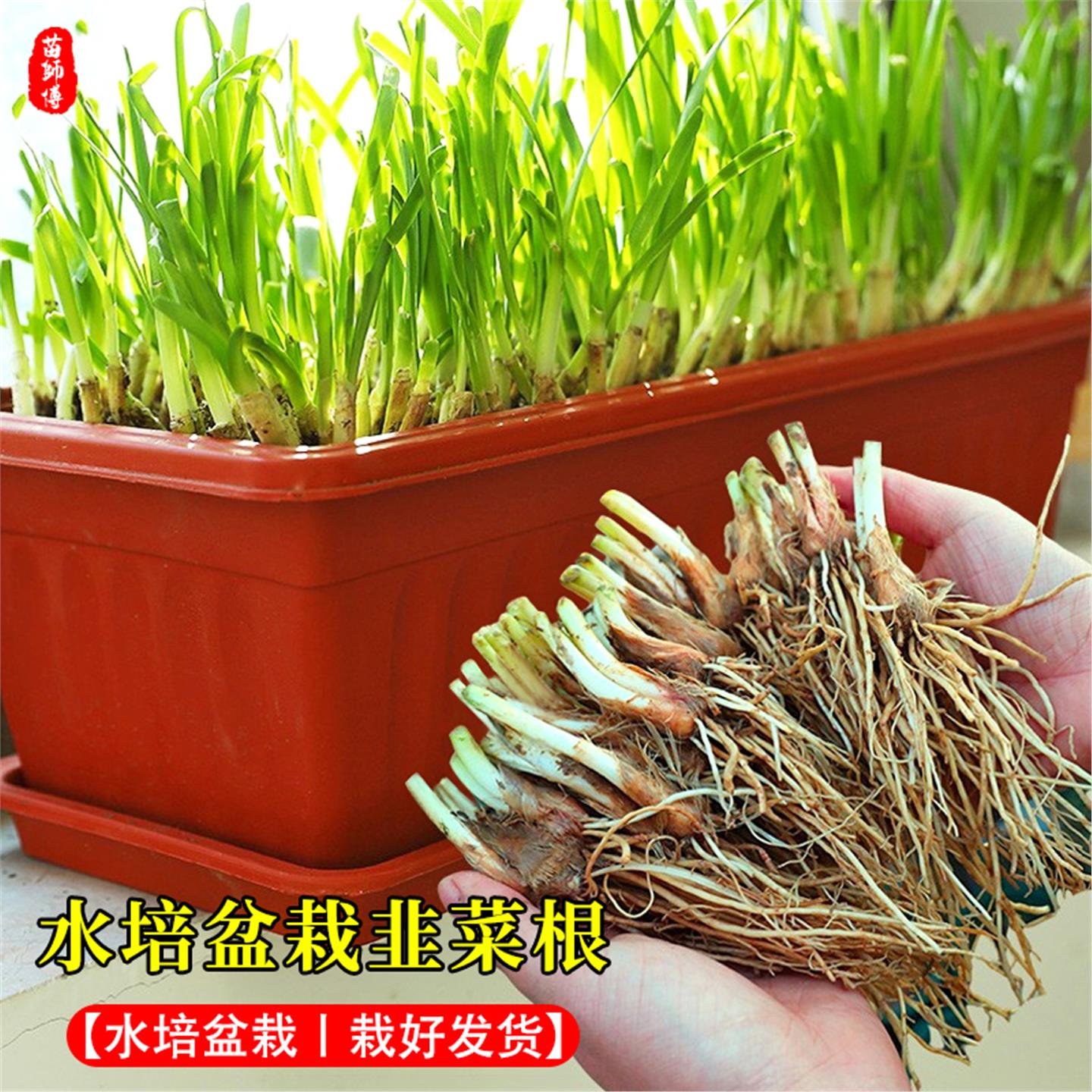 红根宽叶韭菜种子紫色苗籽