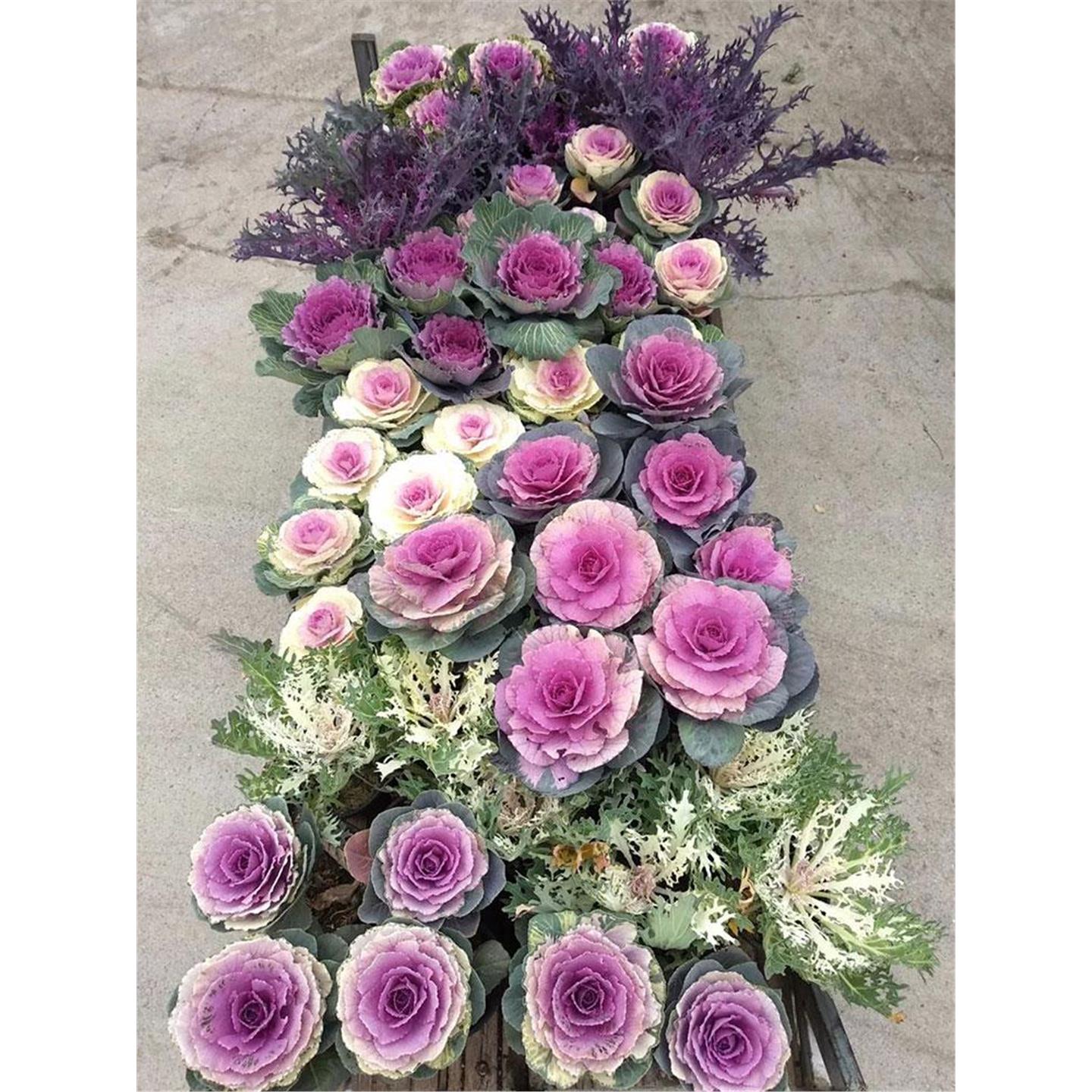 羽衣甘蓝种子籽苗秧粉食用