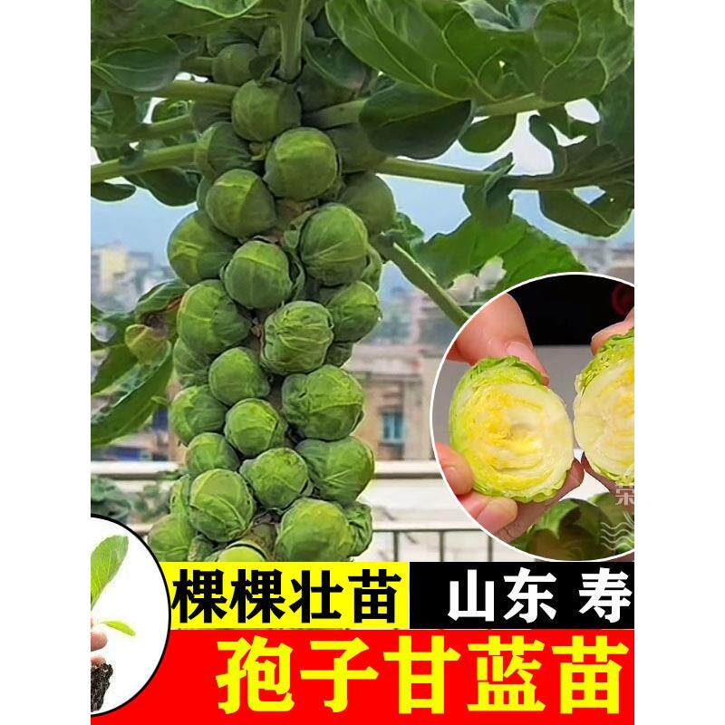 孢子甘蓝苗秧四季盆栽阳台