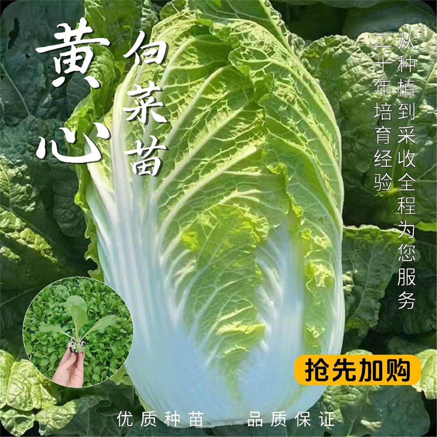 【福】蔬菜苗四季阳台庭院