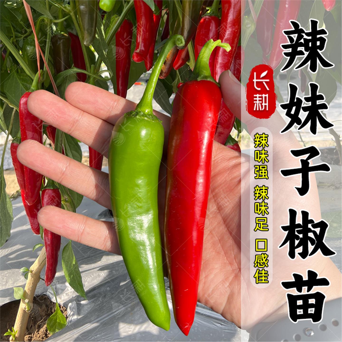 超辣妹子椒种苗青红干籽孑