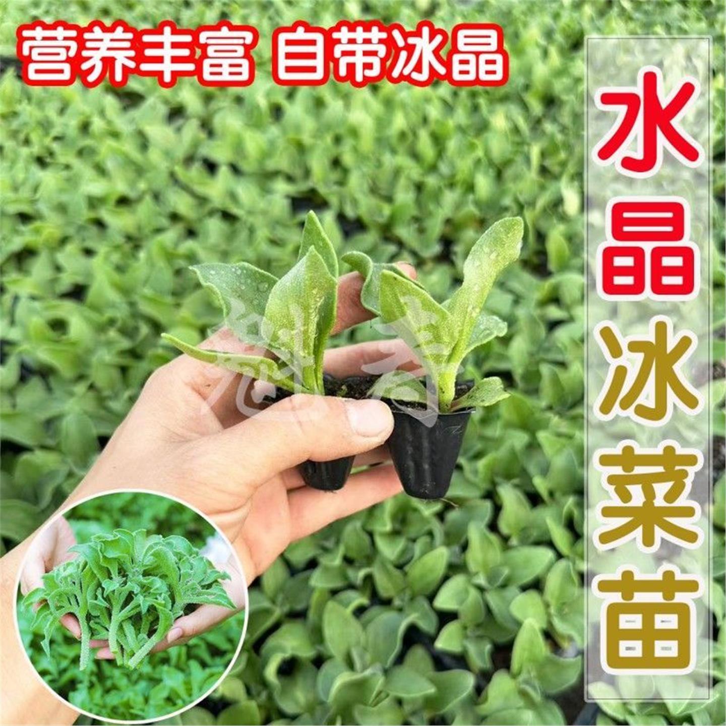 自带水晶冰菜苗幼大草种子
