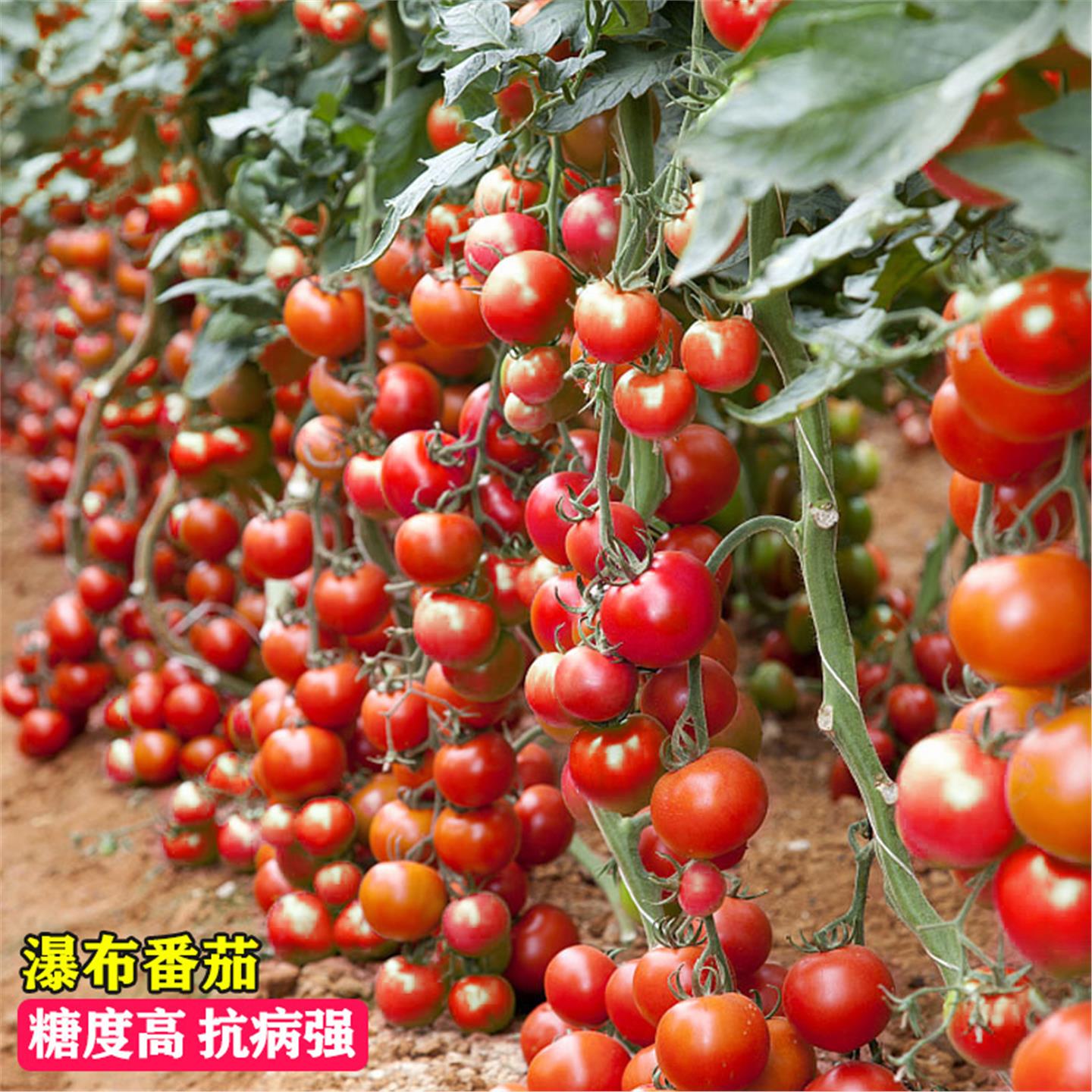 瀑布小番茄种子超甜圣女果