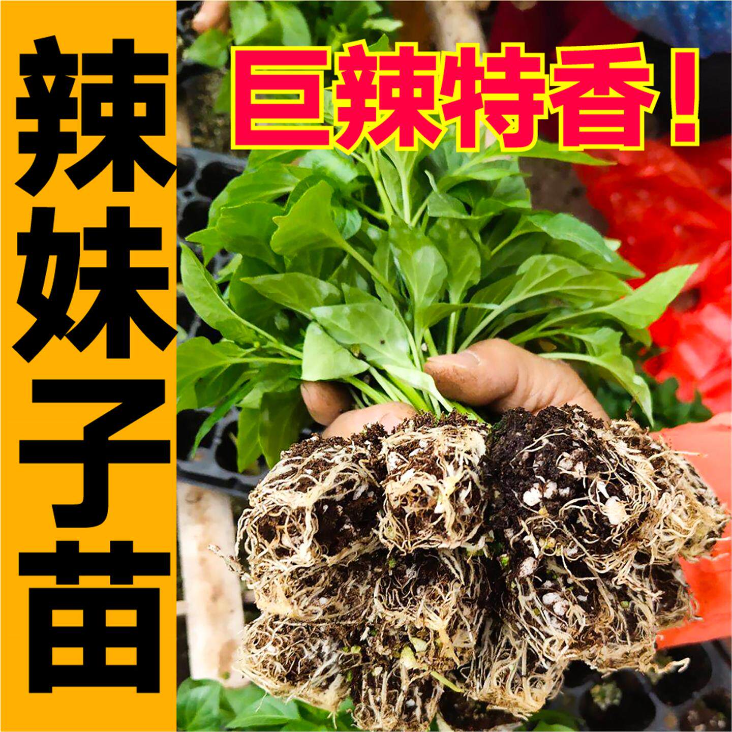 正宗特辣妹子青红两用椒苗