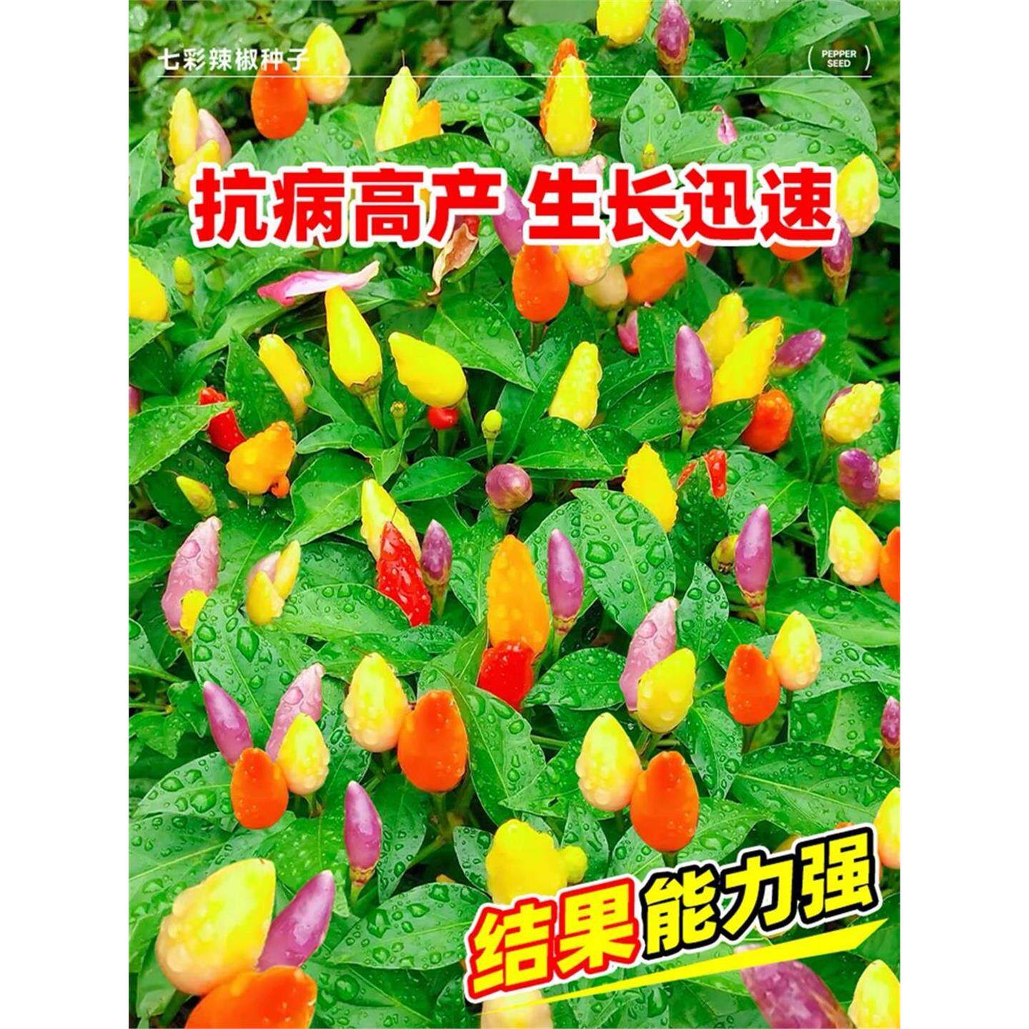 正宗广西五彩椒泡种子七辣