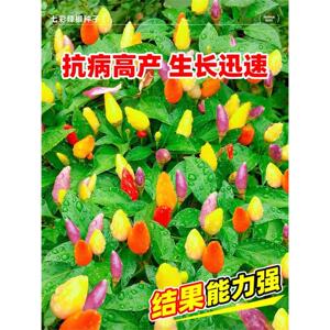 正宗广西五彩椒泡种子七辣