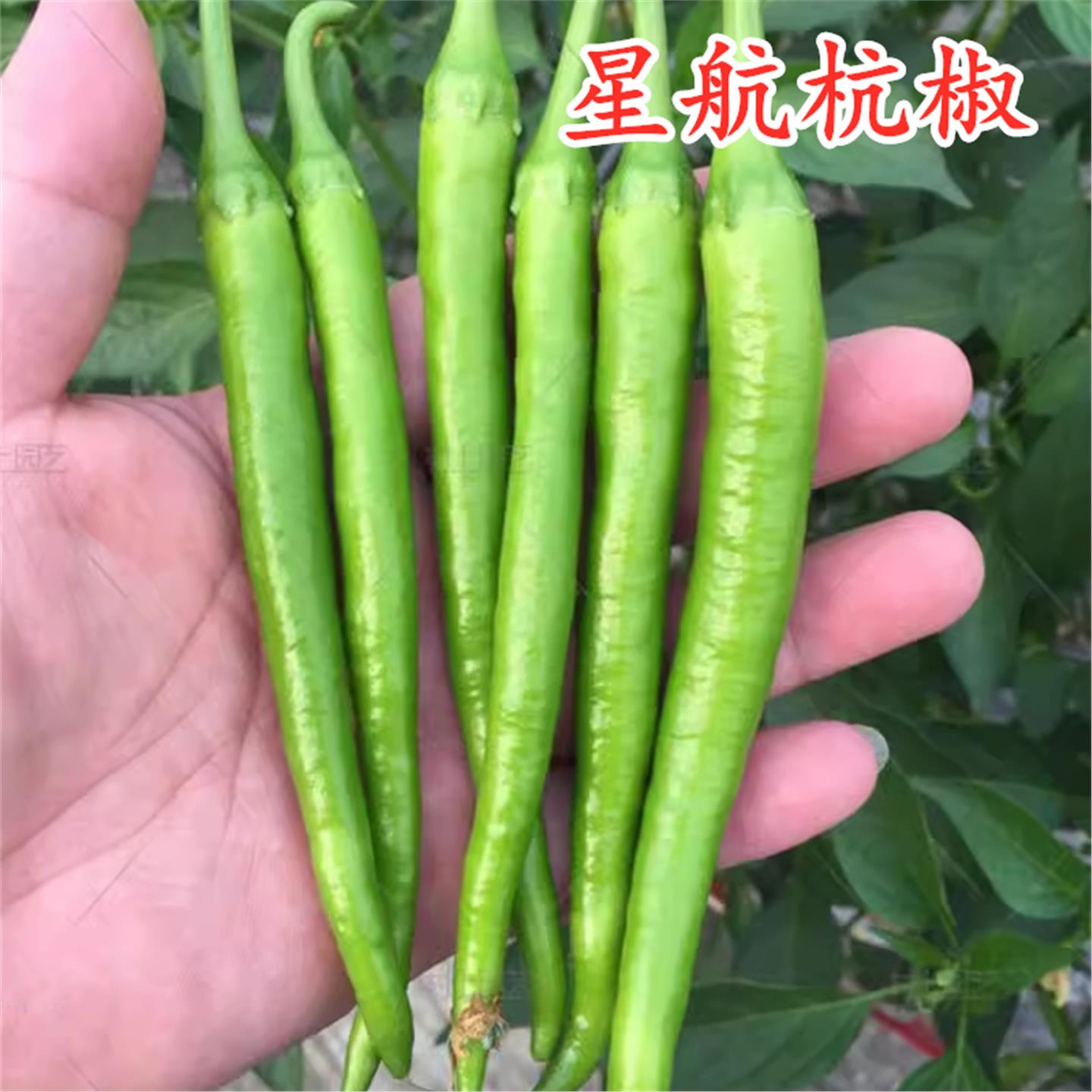 杭椒种子辣苗美人籽尖线度