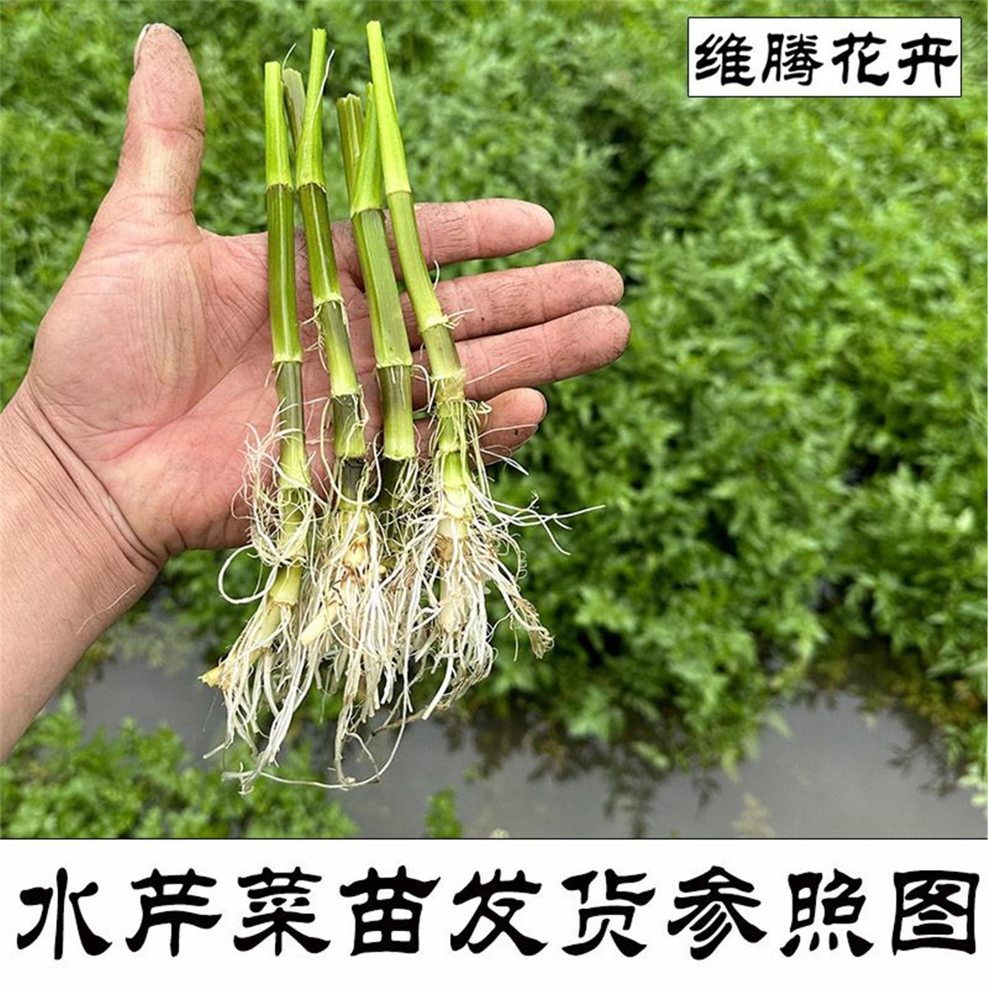 水芹菜苗种籽秧野樟树港