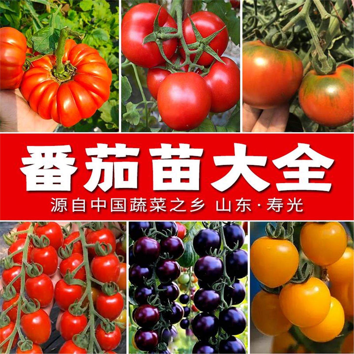 番茄蔬菜苗大全粉千禧圣女