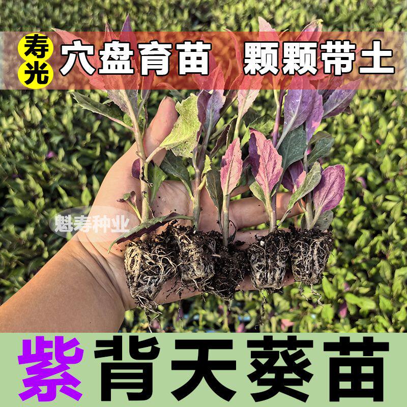 紫背天葵苗血皮菜盆栽阳台