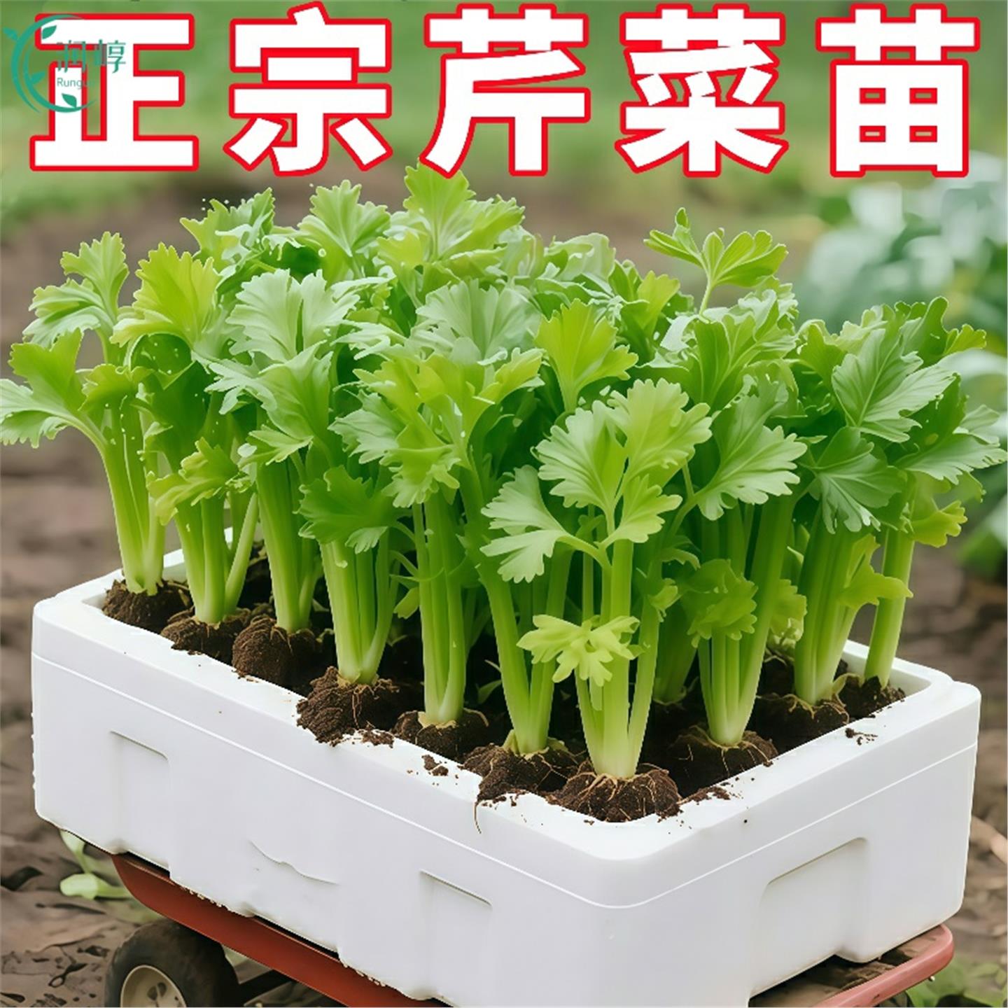 四季水果小香芹菜苗秧大培