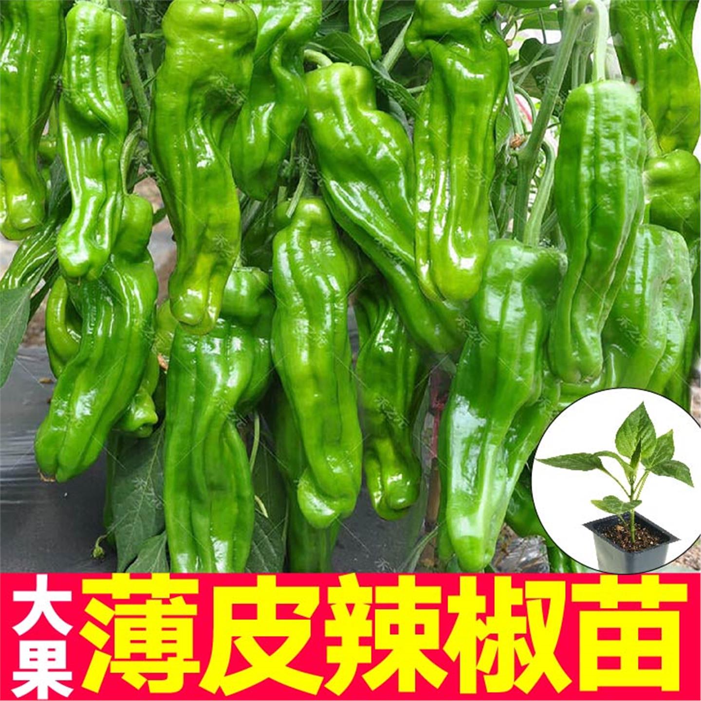 寿光大果薄皮辣椒苗秧皱灯