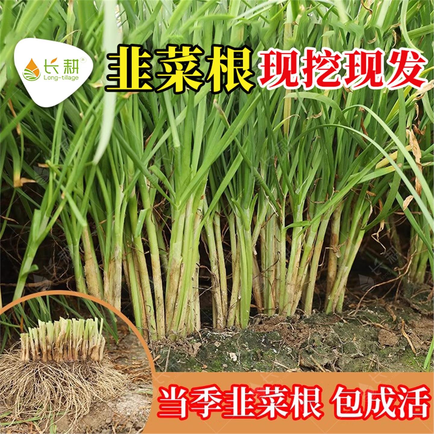 韭菜根苗现挖紫红大宽叶盆
