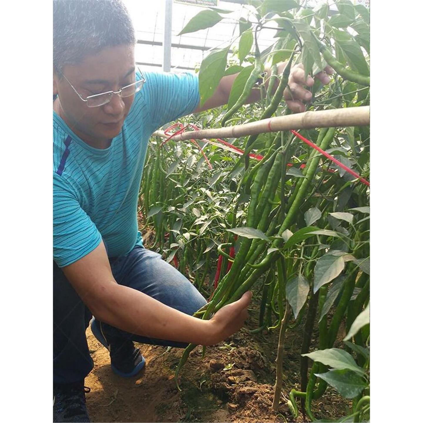 高产辣椒杭二荆条种苗长线